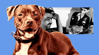 Are Pitbull Owners More Dangerous Than Pitbulls?