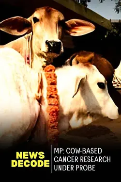 MP: Cow-Based Cancer Research Under Probe
