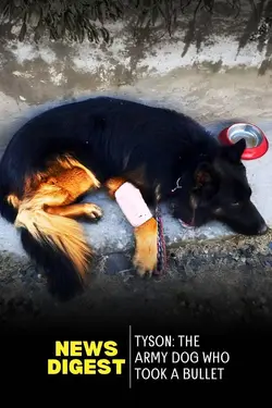 Bullet Couldn’t Stop Him: Sniffer Dog Tyson’s Heroic Kishtwar Mission