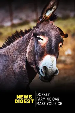 Donkey Farming Could Make You Rich | Govt Offering ₹50 Lakh Support