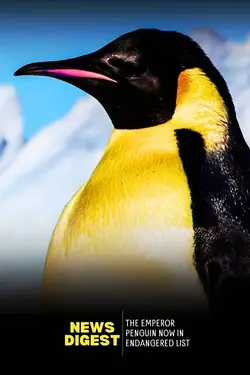 Emperor Penguins Declared Endangered