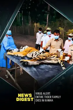 Entire Tiger Family Dies in Kanha