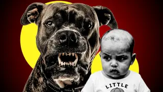 Sonipat: Pitbull Ne Bacche Par Hamla Kyun Kiya? Victim Family Recalls Ordeal